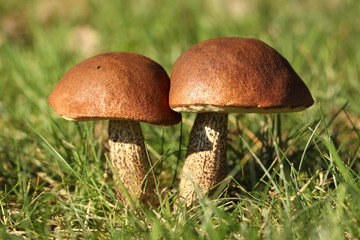 Two brown mushrooms in the grass