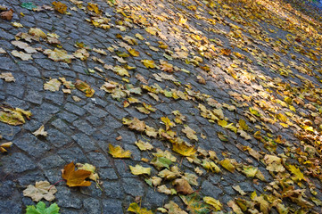 Liście na ścieżce © Grzegorz Polak