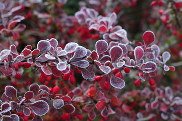 Plants and flowers in hoarfrost - 26577048