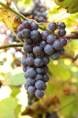 bunch of grapes
