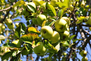 Green apples