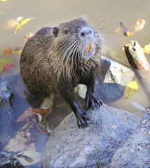 hungry nutria