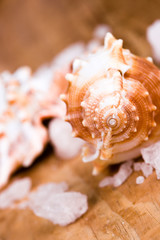 seashell and salt