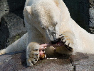 Polar bear, Ursus maritimus, eating a piece of horse leg