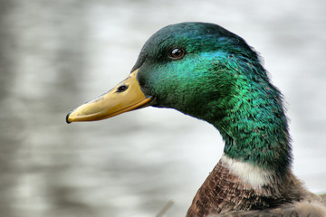 male mallard