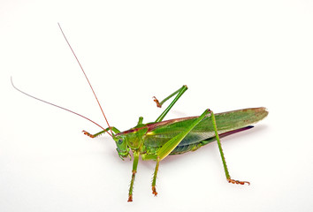 Großes Grünes Heupferd