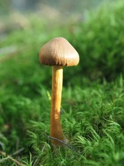 Lonely mushroom in the forest