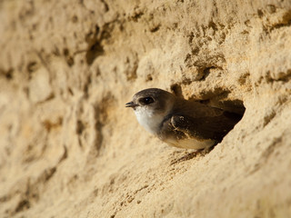 Uferschwalbe, Sand martin, Riparia riparia