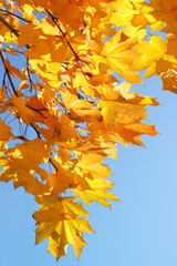 Fall yellow maple leaves in the blue sky