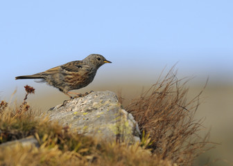 Alpine Accentor, Sordone, Prunella collaris