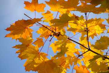 Herbst: gelbe Ahornblätter vor blauem Himmel im Sonnenschein