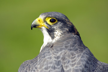 Der Blick des Wanderfalken