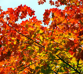 Naklejka na ściany i meble Herbst: bunte Ahornblätter im Sonnenlicht