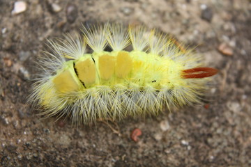 Buchenstreckfuß