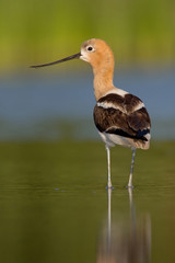 American Avocet