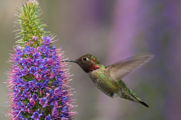Anna's Hummingbird