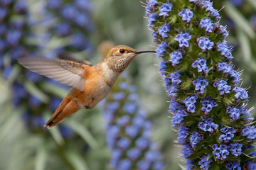 Allen's Hummingbird