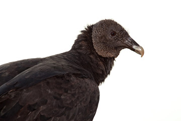 Black Vulture