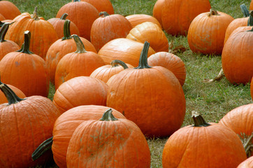 Pumpkins