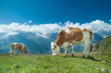 Fototapeta na wymiar Wypasu krów w alpejskiej łąki, góry w tle