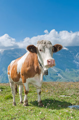 Fototapeta na wymiar Wypasu krów w alpejskiej łąki, góry w tle