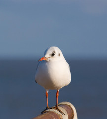 Black Headed Gull