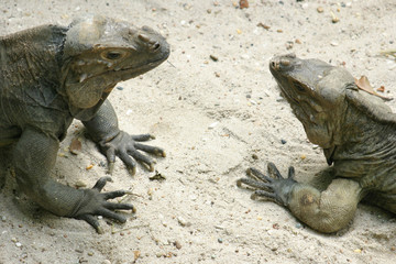 Komodo dragon
