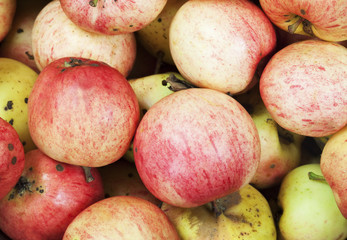 Windfallen apples.