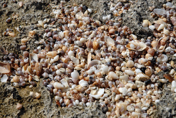 conchiglie tra scogli