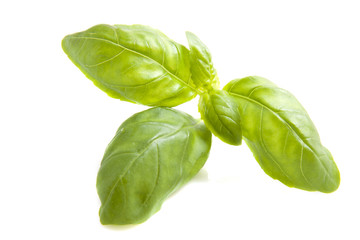 Basil