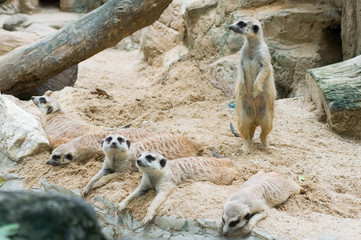 meerkats