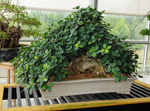 bonsa&iuml; ficus panda
