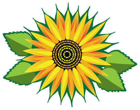 vector sunflower