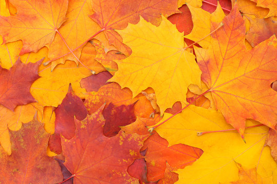closeup autumn background - bright colorful leaves