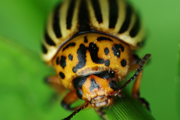 Colorado beetle