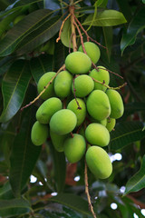 Fresh and green Mango