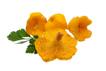 Eierschwammerl
