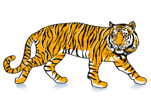 schleichender Tiger