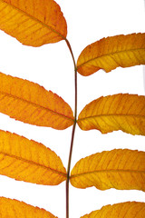 Obraz premium herbstlich gefärbte Blätter (freigestellt) #4