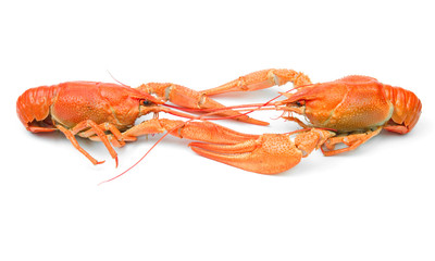 Crayfish