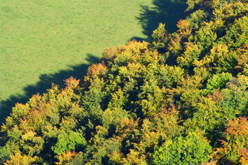 autumn forest | Herbstwald