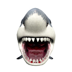 Shark Attack