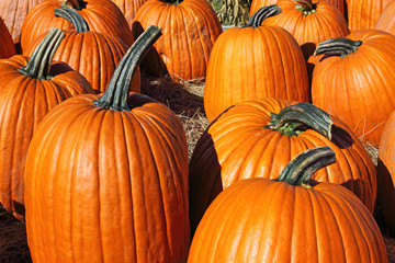 Freshly harvested pumpkins