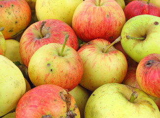 Wild apples