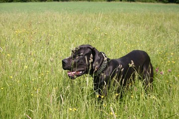 schwarze Deutsche Dogge im Kornfeld