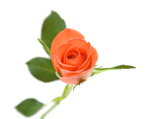 single orange rose; isolated on white background;