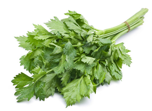 Fresh celery herb