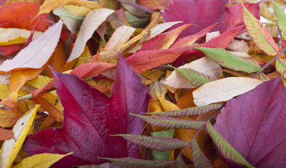 Hintergrund Herbstlaub #2
