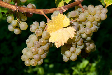 Weintrauben vom Riesling