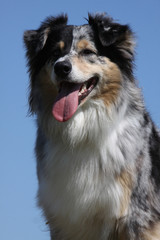 Australian Shepherd